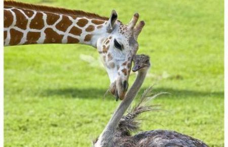 Bea, a three-year-old giraffe, and Wilma, an ostrich, have become the best of friends at Busch Gardens Tampa Bay, Florida [CCTV.com]