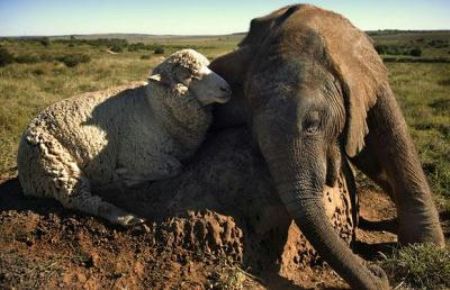 Eight-month-old orphan elephant Themba, whose name means 'hope' in Xhosa, who has struck up a friendship with a sheep called Albert at the Shamwari Game Reserve in South Africa.[CCTV.com]