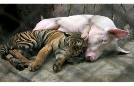 A tiger cub and a pig snooze together, at the Sriracha Tiger Zoo, in Thailand.[CCTV.com]