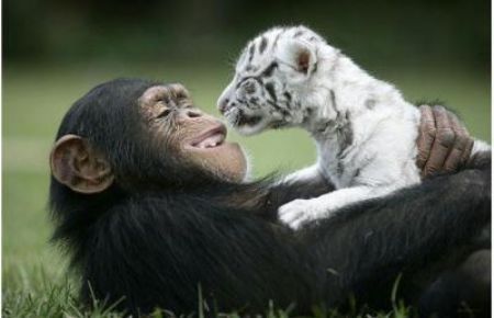 Anjana, a two-and-a-half year-old chimpanzee, looks after his newbest friend, a 21 day old white tiger cub, at T.I.G.E.R.S (The Institute of Greatly Endangered and Rare Species), in Myrtle Beach, South Carolina.[CCTV.com]