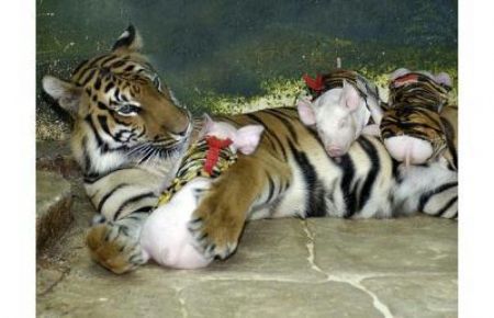 At Sriracha tiger zoo, Thailand, a proud mother with her babies. A tiger that has been raised on pigs milk looks after piglets as her own.[CCTV.com]