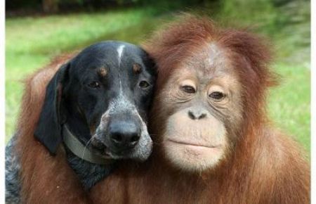 Suryia the Orangutan and Roscoe the Blue Tick Hound are best of friends at the T.I.G.E.R.S sanctuary in Myrtle Beach, South Carolina.[CCTV.com]