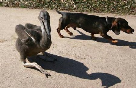 A baby pelican and a dachshund who have reportedly become friends in Germany.[CCTV.com]