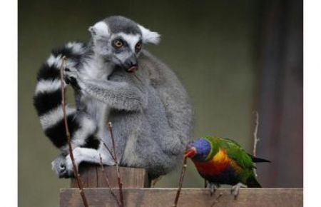 A lewd lemur sticks his tongue out at a parrot in Hamburg, Germany.[CCTV.com]
