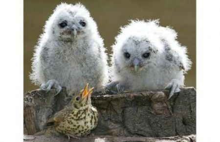 Usually prey for these tawny owl chicks, this thrush has been accepted as their pal.[CCTV.com]