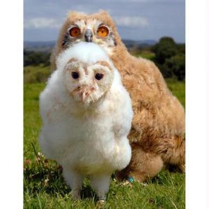  Five week-old Anastasia, a Siberian eagle owl crossed with a Turkmanian eagle owl, and four week-old fluffy white barn owl, Pudge, are inseparable at Silverwings Falconry at Haytor, Devon.[CCTV.com]