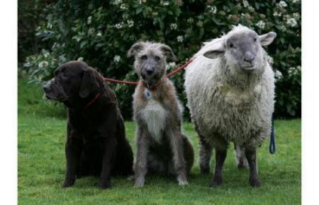 Tinkabelle the sheep stands with her two dog friends. Tinkabelle apparently believes she is a dog after being lovingly nurtured by a pet labrador.[CCTV.com]