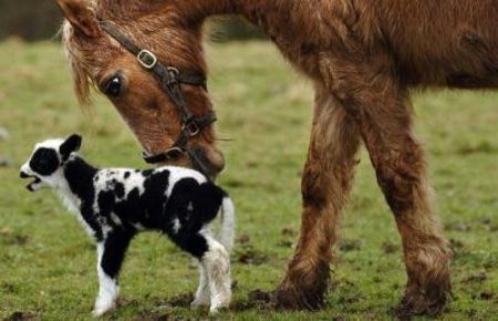 Kes, a Palomino pony, with a lamb he adopted on Fentongollan Farm near Truro, Cornwall.[CCTV.com] 