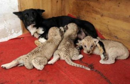 Three lion cubs feed on the milk of a mother dog after their mother abandoned them after birth, at the Safari Park in Hefei, China.[CCTV.com]