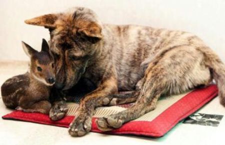 A young elk rescued from a flooding river by a farmer in Inje, Gangwon Province, South Korea. It was adopted by a female dog that breastfeeds and guards him.[CCTV.com]