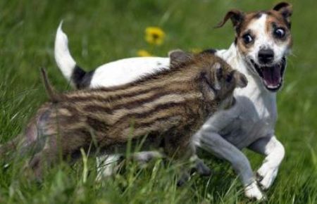 Manni, who was found abandoned in the forest, is being hand-reared.[CCTV.com]