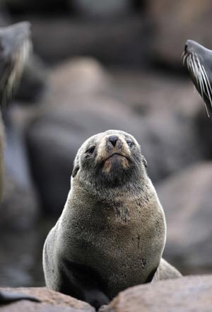 A South American Fur Seal rests on a rock on the Isla de Lobos, 5 nautical miles southeast of Punta del Este, August 19, 2009. The island has a population of 250,000 seals. 