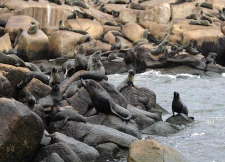 South American Fur Seals rest on rocks on the Isla de Lobos, 5 nautical miles southeast of Punta del Este, August 19, 2009. The island has a population of 250,000 seals. 