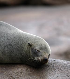 A South American Fur Seal sleeps on a rock on the Isla de Lobos, 5 nautical miles southeast of Punta del Este, August 19, 2009. The island has a population of 250,000 seals. 