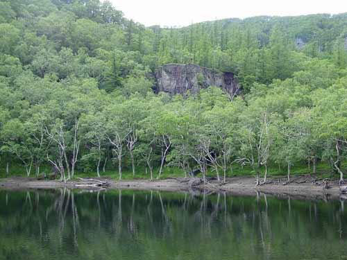 Mixed coniferous broad-leaved forest of Changbai Mountain, Heilongjiang 