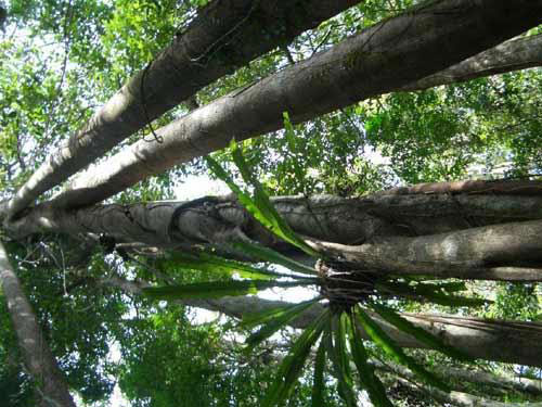 Tropical rainforest of Jianfeng Mountain, Hainan