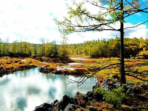 Latchen forest in the Daxing'an Mountains, Heilongjiang and Inner Mongolia