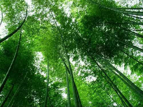 Shunan bamboo forest, Yibin, Sichuan