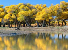 Top ten most beautiful forests in China