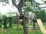 <i>A panda climbing tree</i> by Rashedul Islam (Bengal)