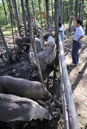 Visitors look at the reindeer fed by Owenke in the Forest Museum in Genhe City of north China's Inner Mongolia Autonomous Region, on Aug. 16, 2009.[Li Xin/Xinhua]