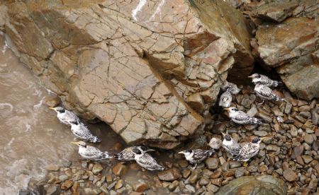 Photo taken on Aug. 23, 2009 shows a flock of Thalasseus bergii at the Bird Island in Zhoushan City, east China's Zhejiang Province. It is estimated that there are about 3,000 Thalasseus bergii on the island. [Hu Sheyou/Xinhua] 