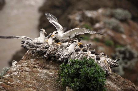 Photo taken on Aug. 23, 2009 shows a flock of Thalasseus bergii at the Bird Island in Zhoushan City, east China's Zhejiang Province.[Hu Sheyou/Xinhua]