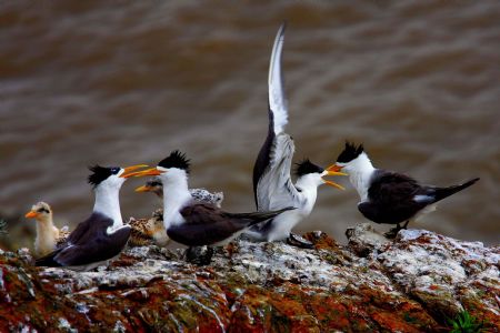 Photo taken on Aug. 23, 2009 shows a flock of Thalasseus bergii at the Bird Island in Zhoushan City, east China's Zhejiang Province.[Hu Sheyou/Xinhua]