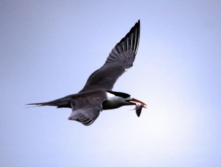 Photo taken on Aug. 23, 2009 shows a Thalasseus bergii hovering over the Bird Island in Zhoushan City, east China's Zhejiang Province.[Hu Sheyou/Xinhua]