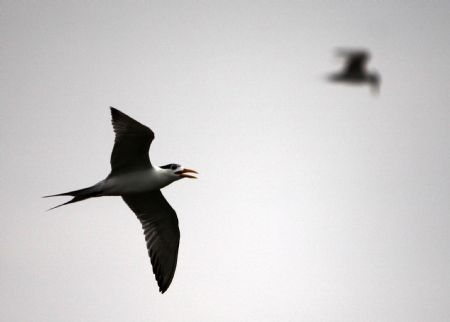 Photo taken on Aug. 23, 2009 shows a Thalasseus bergii hovering over the Bird Island in Zhoushan City, east China's Zhejiang Province.[Hu Sheyou/Xinhua]