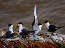 Eden of seabirds in Zhoushan, E China