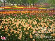 <i>Beijing spring</i> by Thi Thuy Le (Vietnam)
