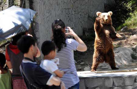 A tourist takes photo of a brown bear in the Forest Wild Zoo in Guiyang, southwest China's Guizhou Province, on Aug. 24, 2009. Several brown bears here usually stand up and wave to tourists for food, which attracts lots of visitors to appreciate their lovely poses.(Xinhua/Yang Ying)