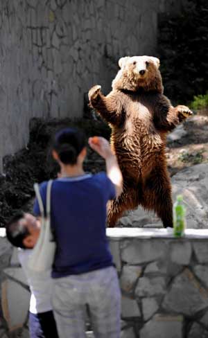 A brown bear asks tourists for food in the Forest Wild Zoo in Guiyang, southwest China's Guizhou Province, on Aug. 24, 2009. (Xinhua/Yang Ying)