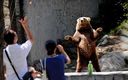tourist throws food to a brown bear in the Forest Wild Zoo in Guiyang, southwest China's Guizhou Province, on Aug. 24, 2009. (Xinhua/Yang Ying) 