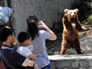 Brown bear gives tourists great fun