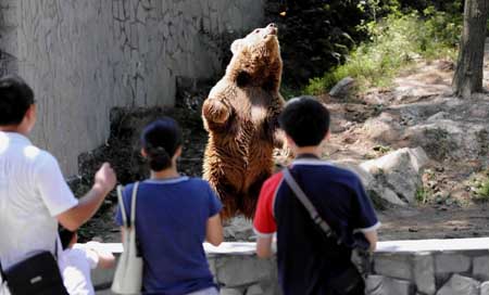 A brown bear looks up for food in the Forest Wild Zoo in Guiyang, southwest China's Guizhou Province, on Aug. 24, 2009.[Yang Ying/Xinhua]