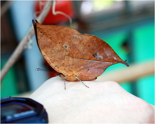 Butterfly Spring located about 30 km (18.5 miles) north of Dali, is a small, clear spring frequented visited by swarms of tourists and, of course, butterflies. Leaf? A butterfly very similar to a piece of leaf is resting on my hand. [Photo: CRIENGLISH.com/ Xu Liuliu] 