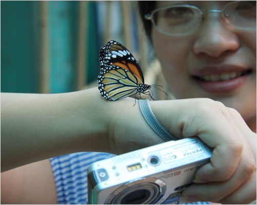 Butterfly Spring located about 30 km (18.5 miles) north of Dali, is a small, clear spring frequented visited by swarms of tourists and, of course, butterflies. A colorful butterfly is resting on a traveller's hand. [Photo: CRIENGLISH.com/ Xu Liuliu]