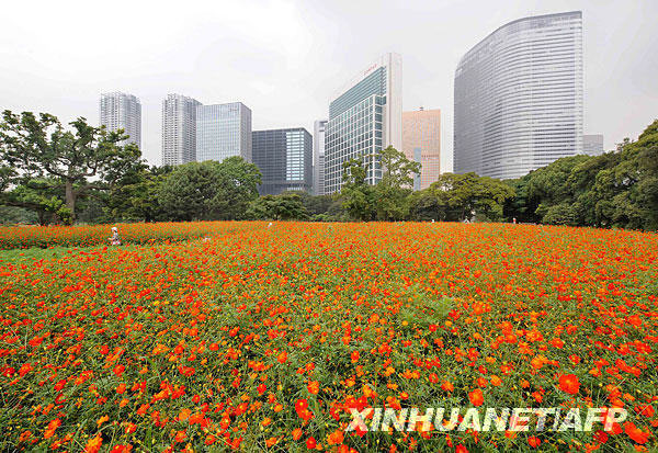 People at a Tokyo park admire a beautiful flower sea of cosmos in full bloom on Saturday, August 22. Also called cosmea, cosmos usually bloom from August to October. [Photo: Xinhuanet/AFP] 