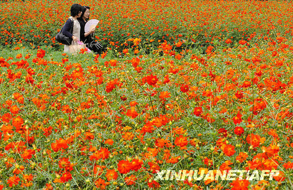 People at a Tokyo park admire a beautiful flower sea of cosmos in full bloom on Saturday, August 22. Also called cosmea, cosmos usually bloom from August to October. [Photo: Xinhuanet/AFP] 