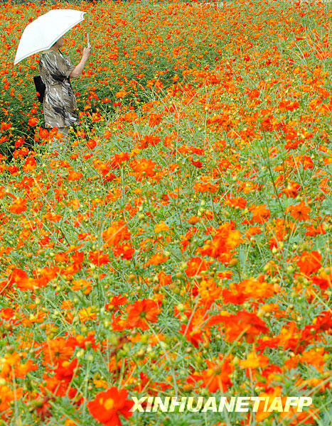 People at a Tokyo park admire a beautiful flower sea of cosmos in full bloom on Saturday, August 22. Also called cosmea, cosmos usually bloom from August to October. [Photo: Xinhuanet/AFP]