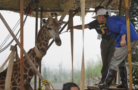 Staff workers prepare to do transfusion for Feifei, a sick female giraffe, at Hefei Wildlife Park in Hefei, capital of east China's Anhui Province, Aug. 24, 2009. Feifei, a two-year-old giraffe from Africa, received treatment as it infected hypoglycemia and parasitosis.[Xinhua]