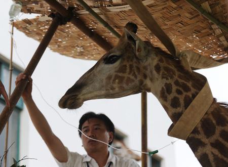 A staff worker prepares to do transfusion for Feifei, a sick female giraffe, at Hefei Wildlife Park in Hefei, capital of east China's Anhui Province, Aug. 24, 2009.[Xinhua]