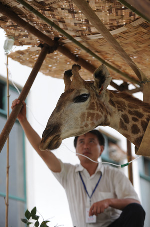 A staff worker prepares to do transfusion for Feifei, a sick female giraffe, at Hefei Wildlife Park in Hefei, capital of east China's Anhui Province, Aug. 24, 2009.[Xinhua]