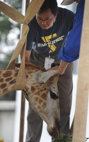 Staff workers prepare to do transfusion for Feifei, a sick female giraffe, at Hefei Wildlife Park in Hefei, capital of east China's Anhui Province, Aug. 24, 2009.[Xinhua] 