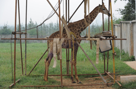 Brackets are set to help Feifei, a sick female giraffe, stand straight before it receives transfusion at Hefei Wildlife Park in Hefei, capital of east China's Anhui Province, Aug. 24, 2009.[Xinhua]