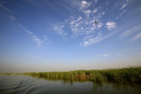 Photo taken on Aug. 23, 2009 shows the scenery of bird island in Qilihai wetland in Ninghe County, north China's Tianjin Municipality. Qilihai Wetland is an important transfer site for birds migrating from southeast Asia to Siberian and there are nearly 200 species of birds living on the island at present. (Xinhua/Ren Lihua) 