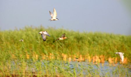 Several birds hover over the bird island in Qilihai wetland in Ninghe County, north China's Tianjin Municipality, Aug. 23, 2009.(Xinhua/Ren Lihua)