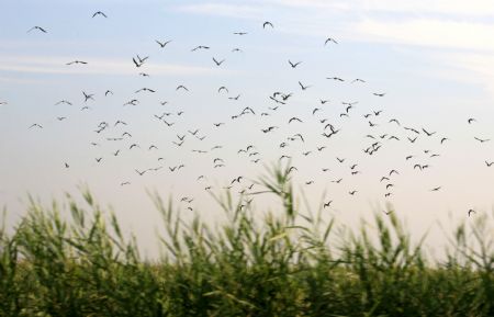 A flock of birds hover over the bird island in Qilihai wetland in Ninghe County, north China's Tianjin Municipality, Aug. 23, 2009.(Xinhua/Ren Lihua)